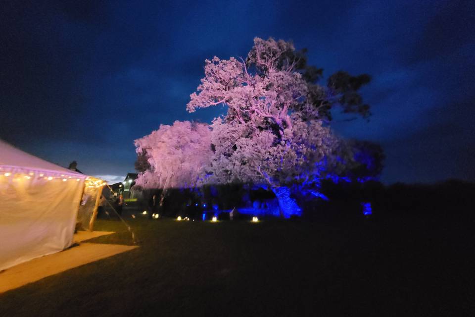 Large trees lit in soft lilac