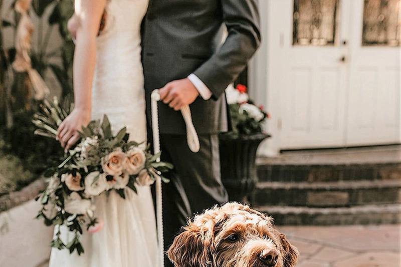 Dog wedding attire