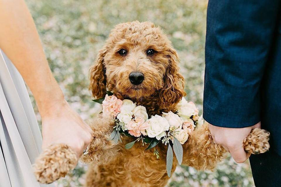 Dog at wedding