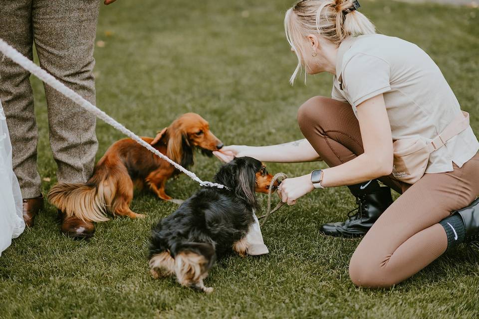 Little treats for great dogs