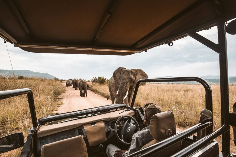 Safari Holidays