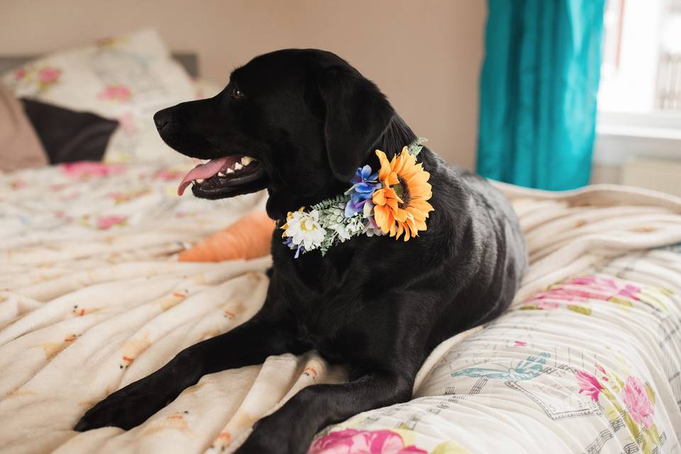 Wedding pupper