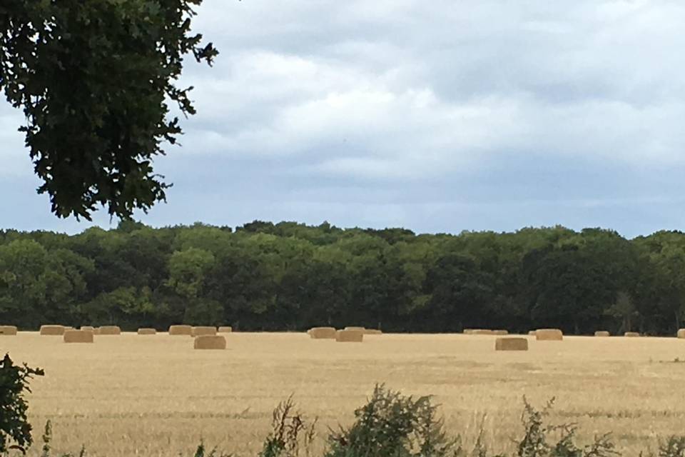 Views across the fields