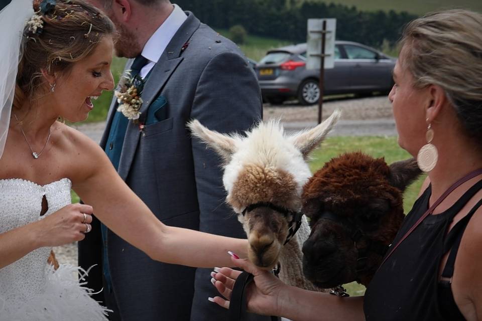 Llamas and the Bride!