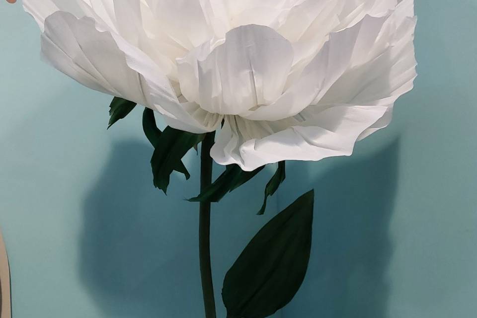 White rose