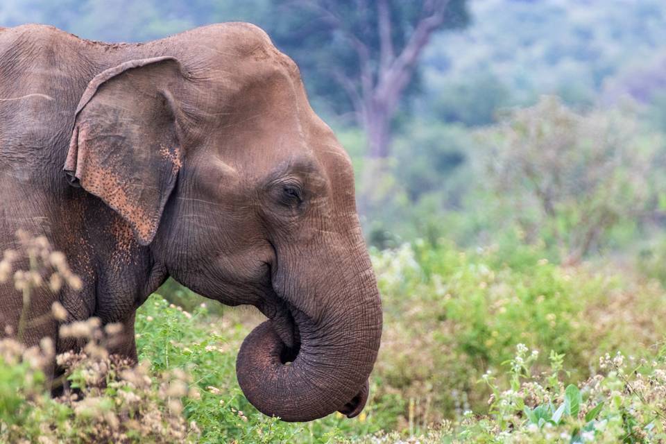 Up close with an elephant