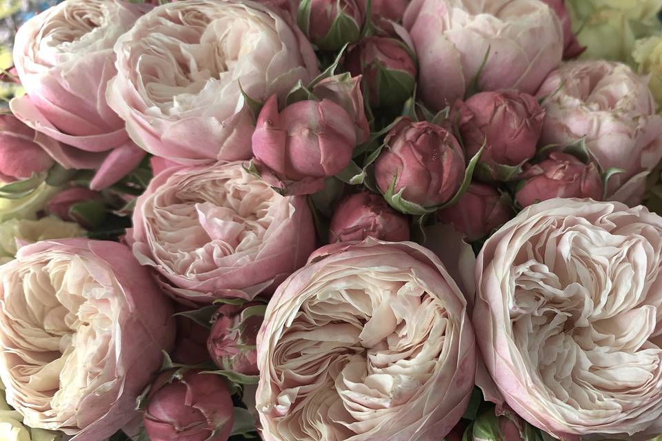 Textured scented roses...