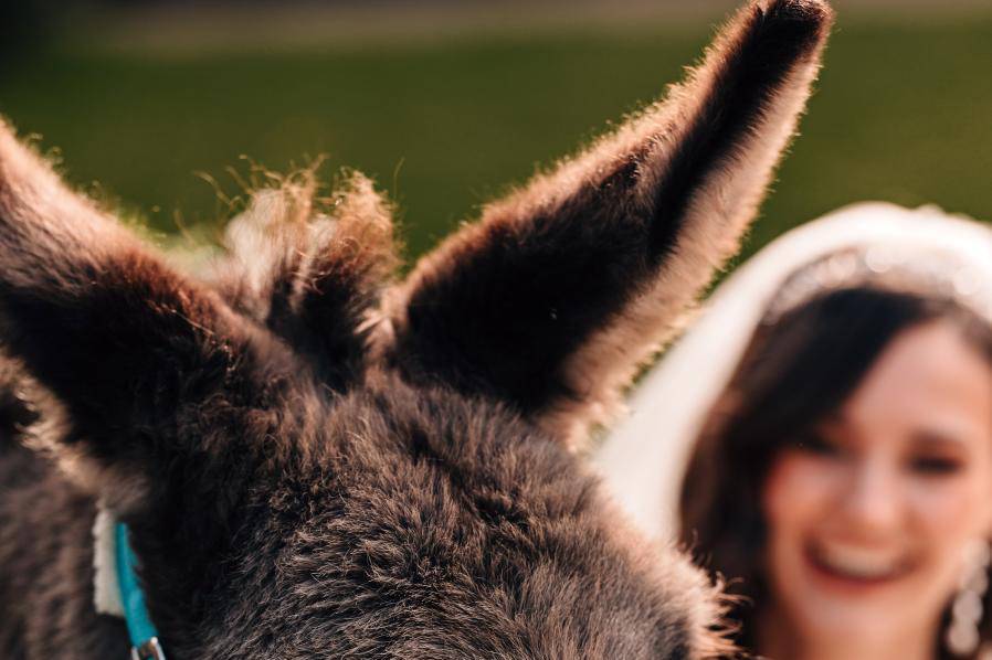 Close up donkey