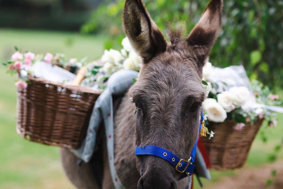 Donkey drink server