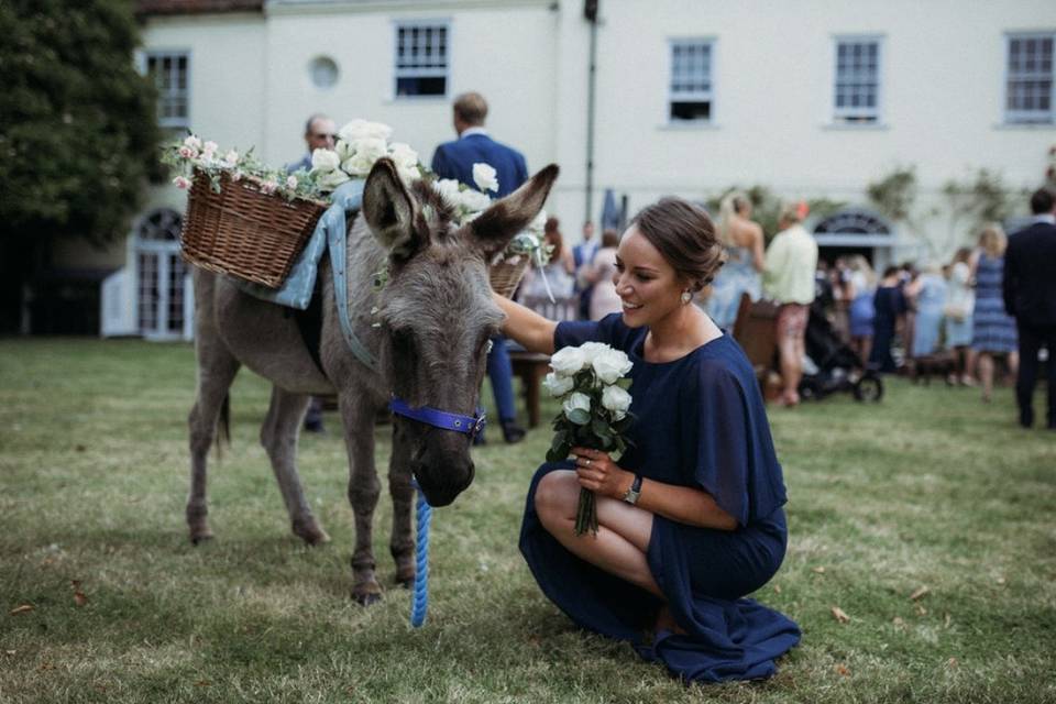 Gentle donkey