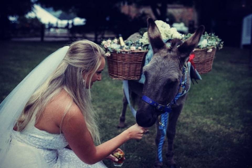 Donkey with bride