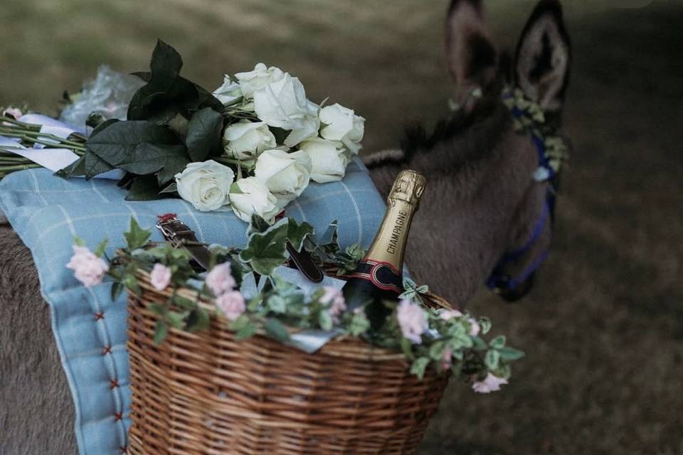 The champagne donkey
