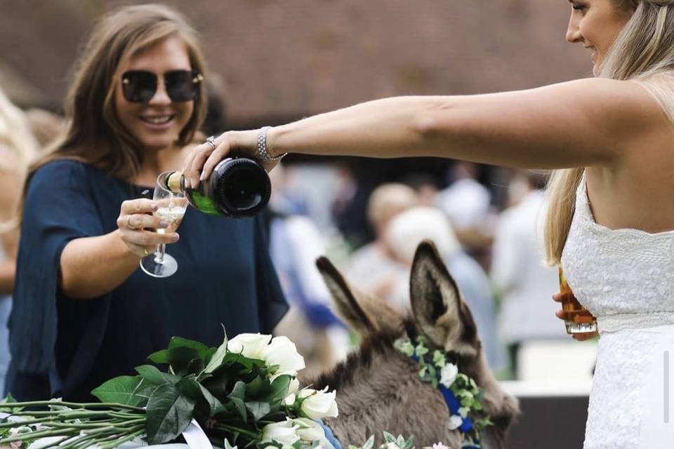 Donkey serving drinks