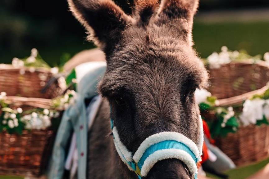 Donkey waiter