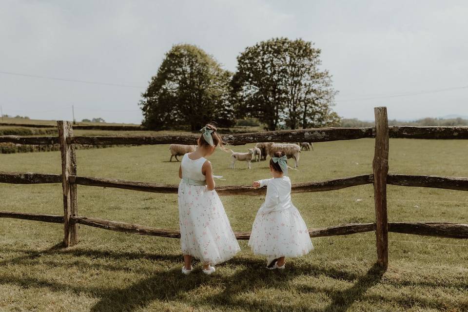 Looking for our sheep!