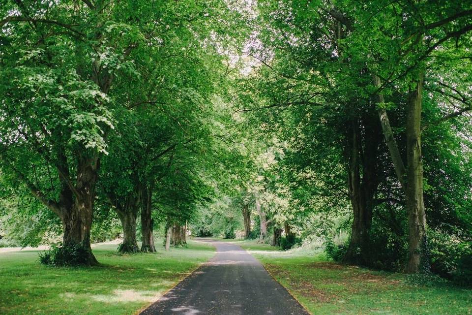 Our tree lined Drive