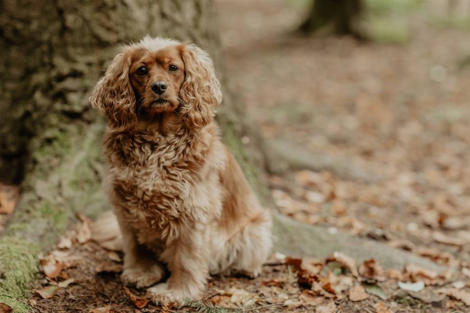 Outdoor dog shoot