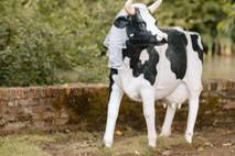 Our famous cows