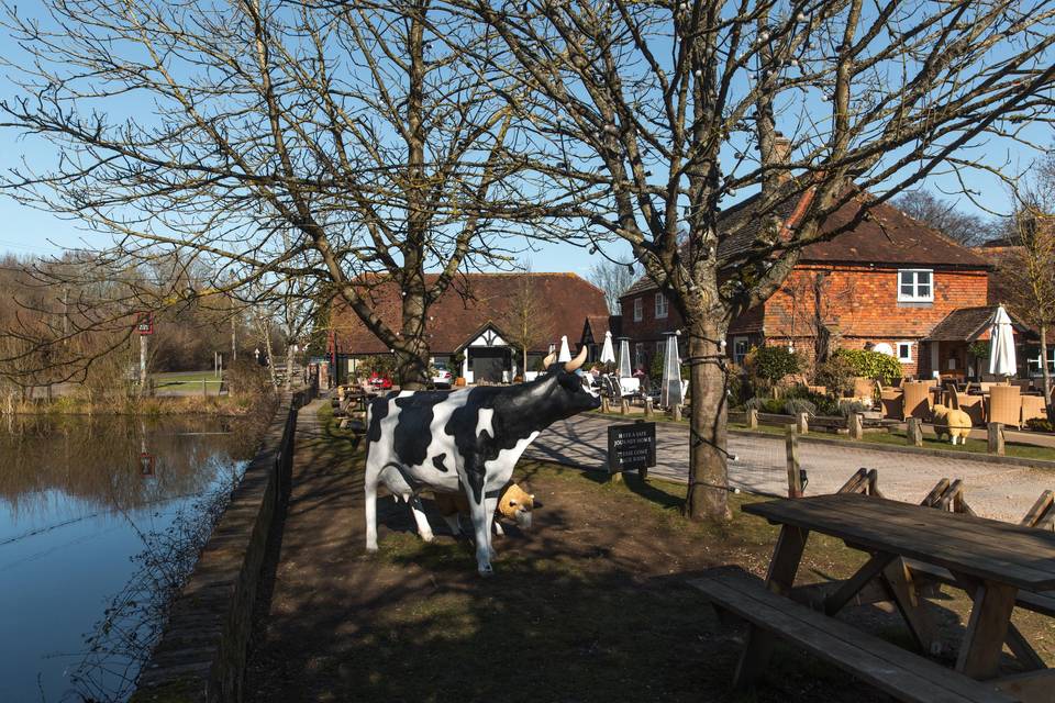 The Red Barn's famous cows!