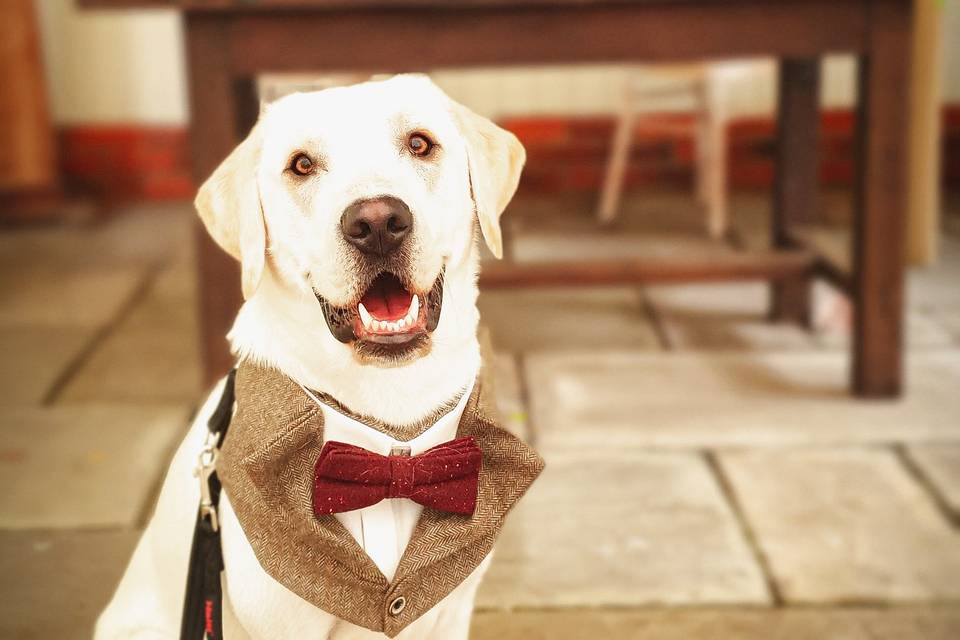 Woofs and Weddings