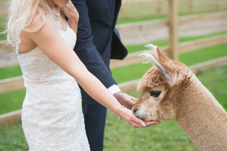 Alpacas