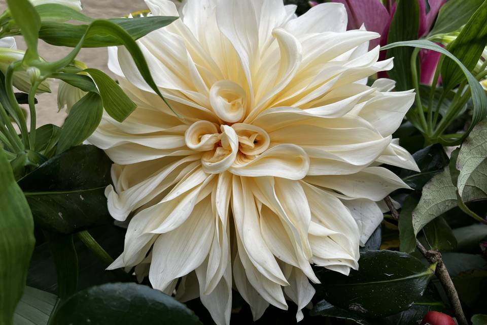 Dahlia