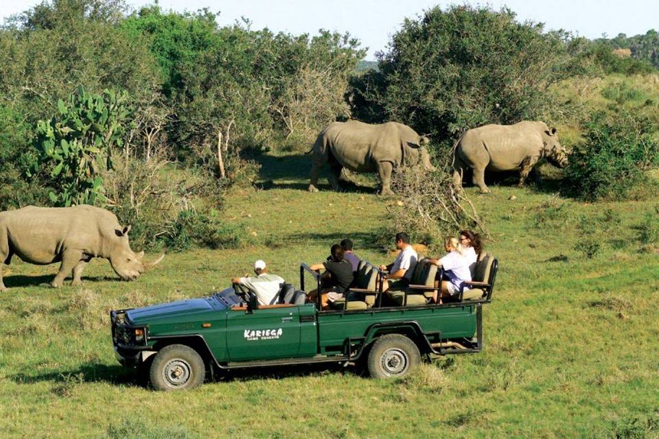 South African Safari