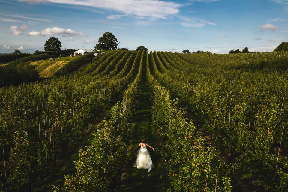 A walk through the Orchard