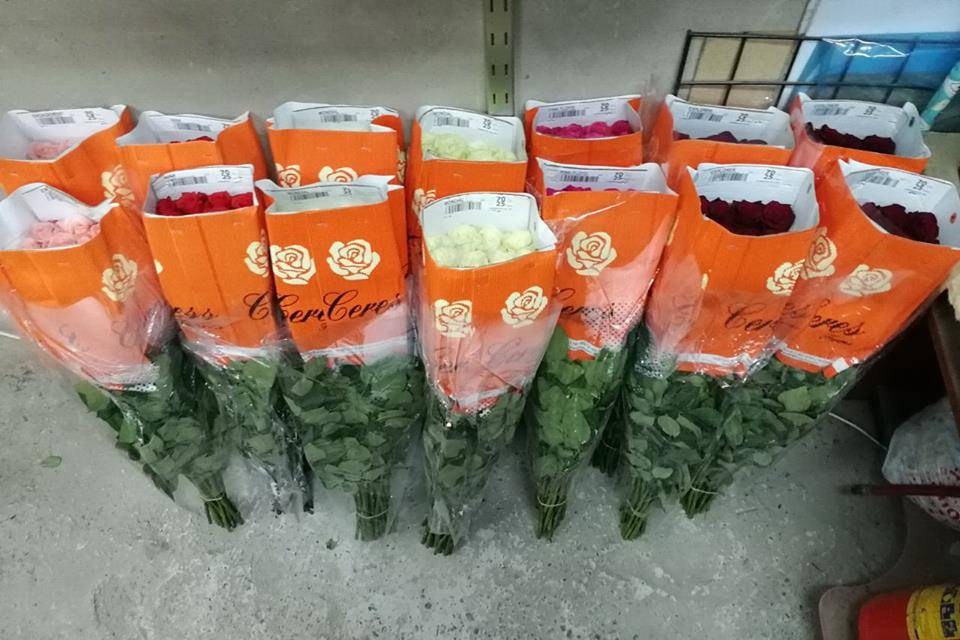 Wholesale roses