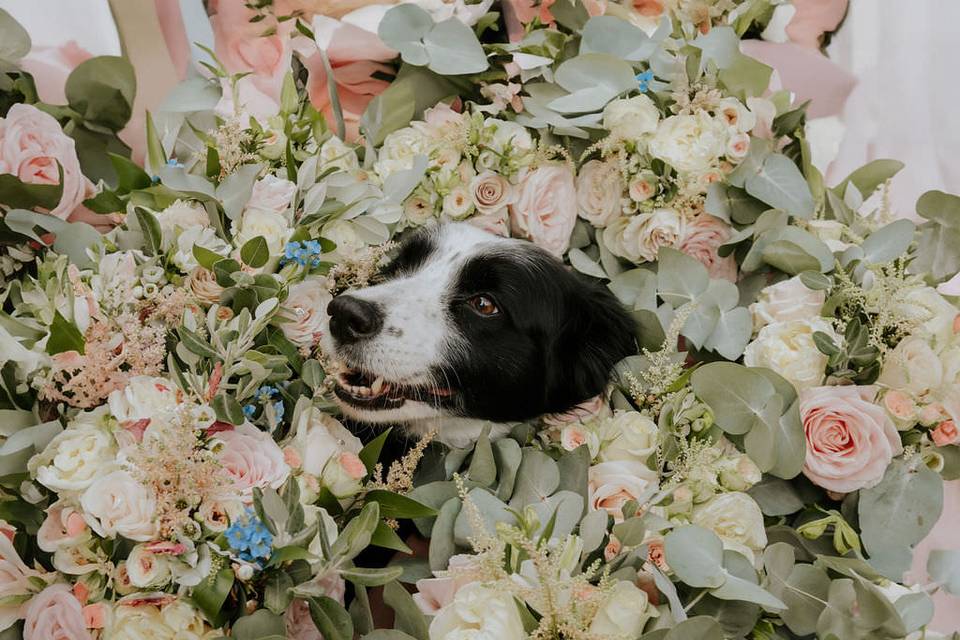 Wedding Dog