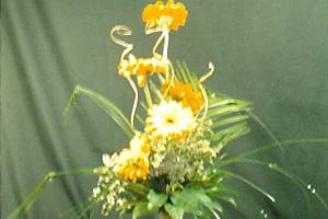 Nua Floral Designer