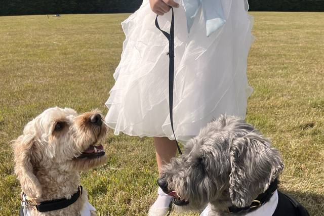 🐾 Wedding Day Duo