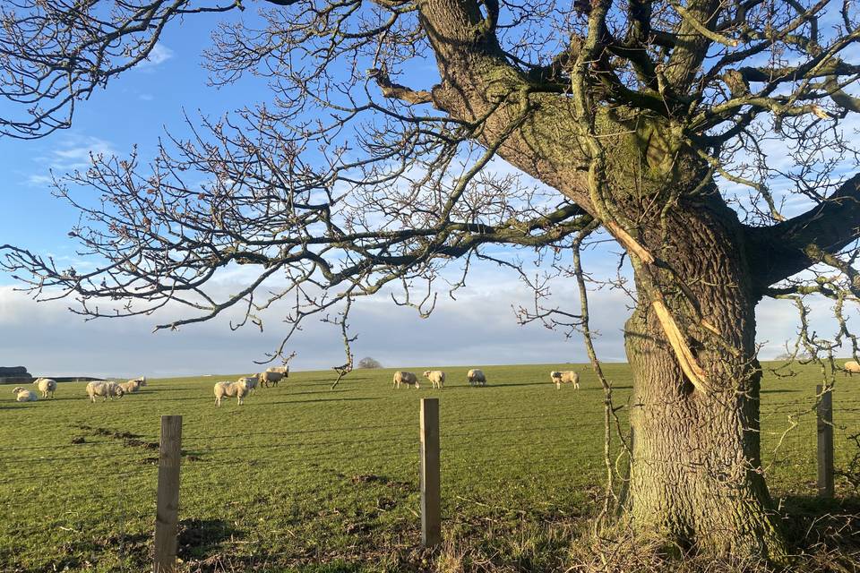 Overlooking the fields