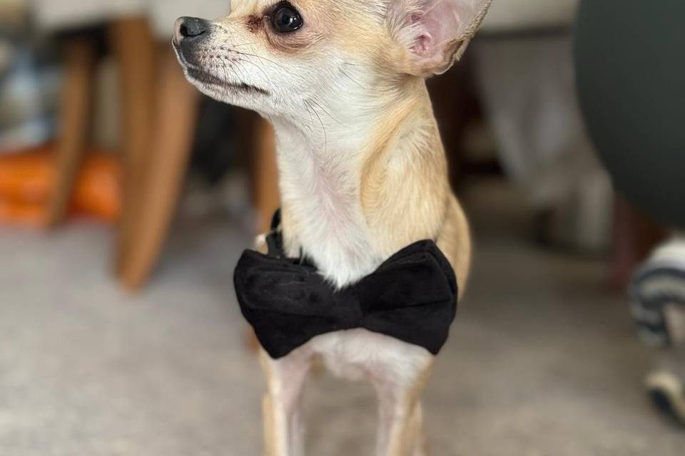 🎀 Wedding Ready