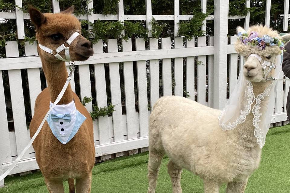 Beautiful Weddings at Ridgeway