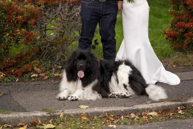 Relaxed Wedding Portrsitd