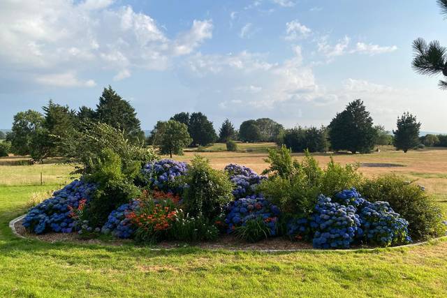 Lower garden flowers