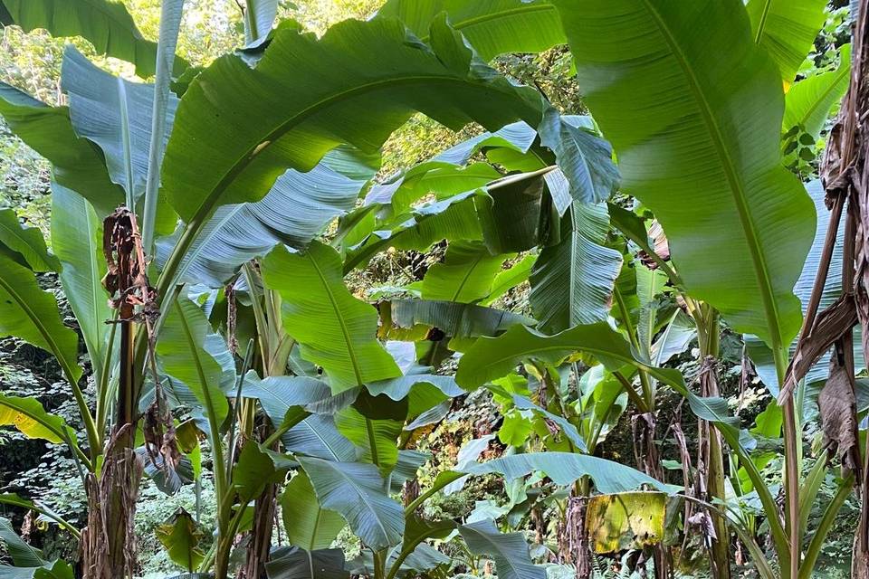 Quarry banana trees