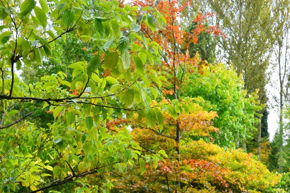 Bodenham Arboretum Wolverly