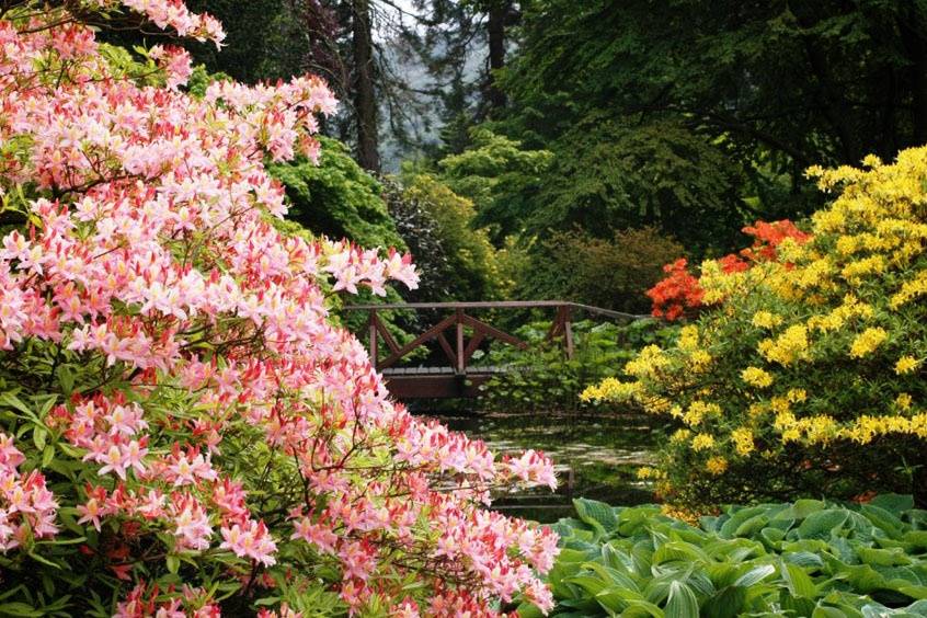 Blooming gardens