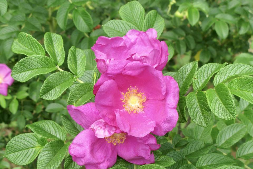 Rosa rugosa