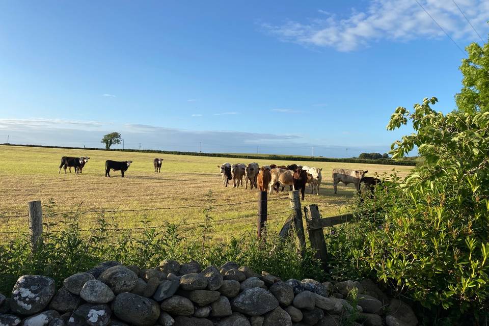 Countryside views from lawn