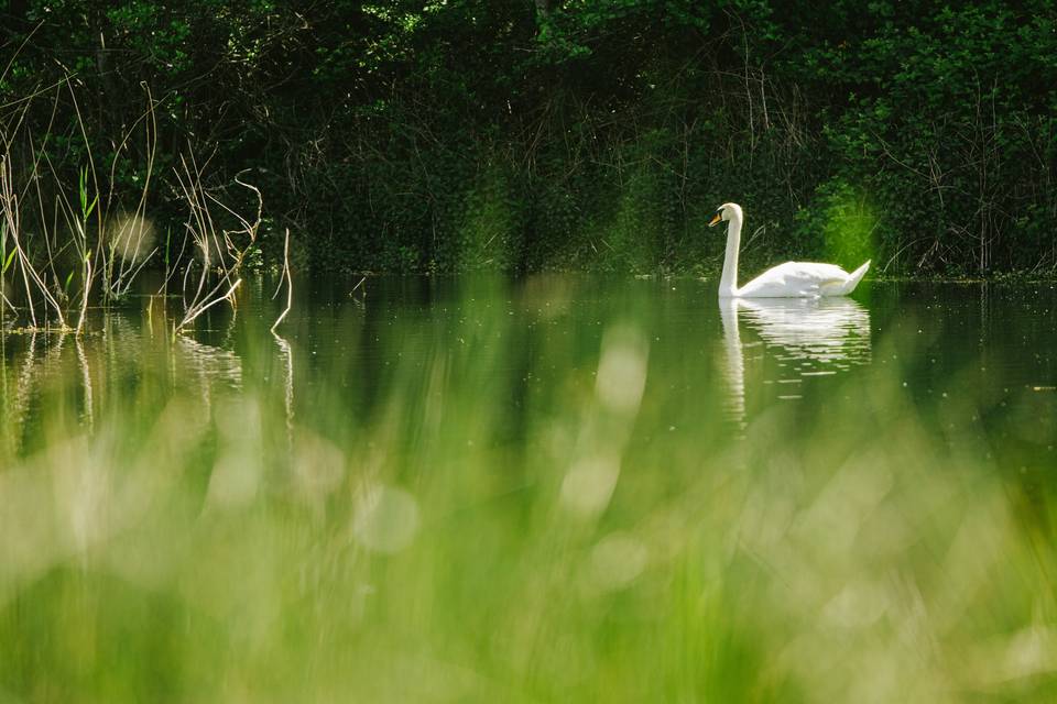 Swan in Ewhurst Pond