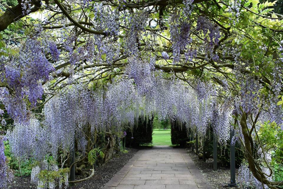 Hampton Court Caste Wisteria