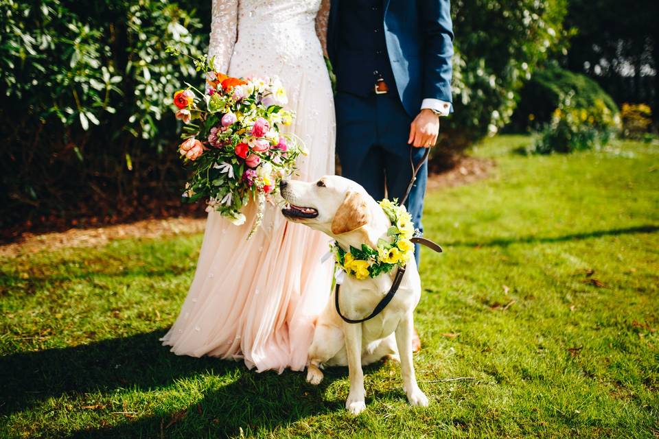 Pet friendly wedding photography