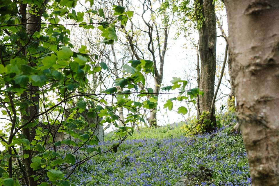 Bluebells in April