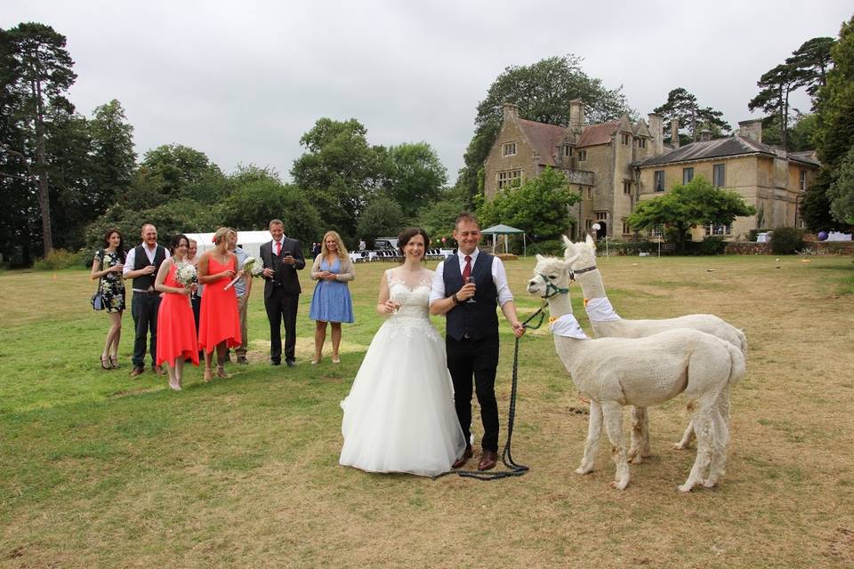 Alpacas wedding