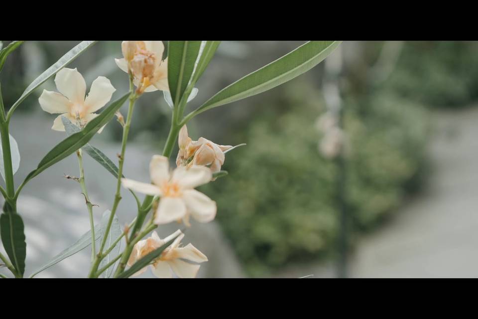 Flower arrangement