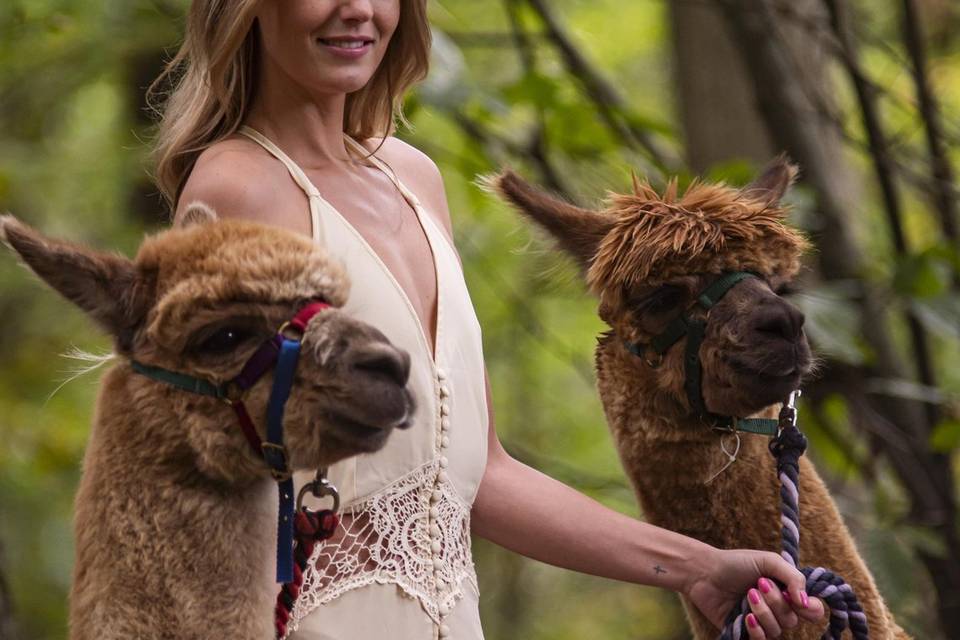 Alpaca Wedding Photography