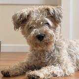 Pip 